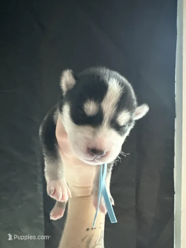 Hemlock – Siberian Husky, Pomsky puppy for sale in Lutz, FL