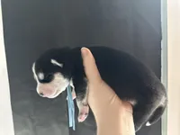 Hemlock, a male Siberian Husky and Pomsky for sale in Lutz, FL – Photo 2 of 3