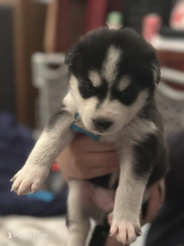 Hemlock – Siberian Husky, Pomsky puppy for sale in Lutz, FL