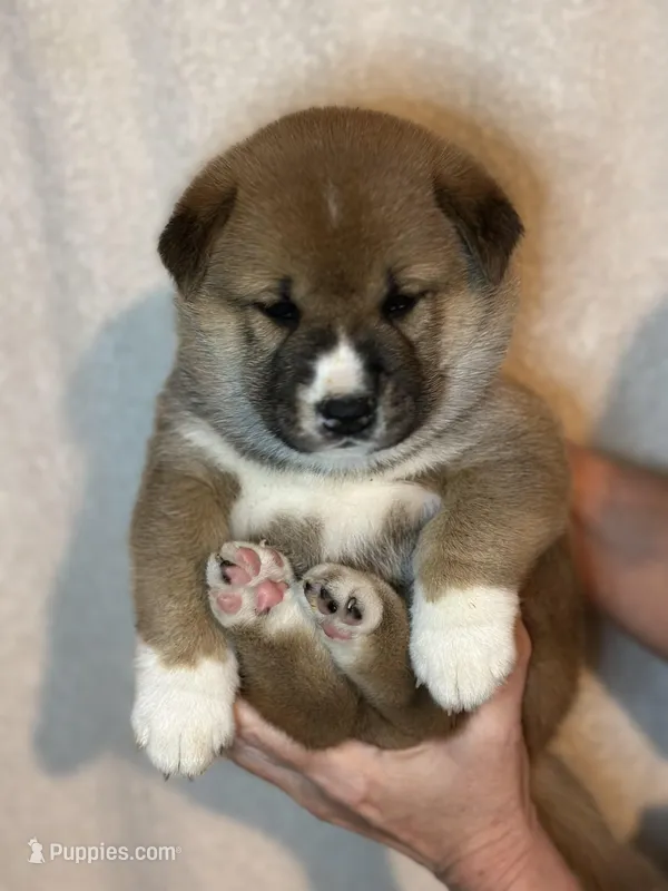 Meatball – Shiba Inu puppy for sale in Lutz, FL