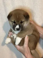 Meatball, a male Shiba Inu for sale in Lutz, FL – Photo 3 of 5