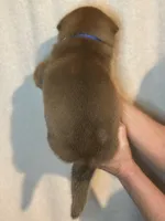 Meatball, a male Shiba Inu for sale in Lutz, FL – Photo 4 of 5