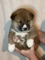 Meatball, a male Shiba Inu for sale in Lutz, FL – Photo 2 of 5
