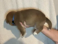 Meatball, a male Shiba Inu for sale in Lutz, FL – Photo 5 of 5