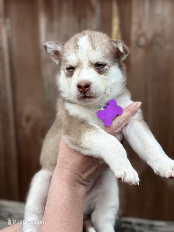Clementine – Siberian Husky, Pomsky puppy for sale in Lutz, FL