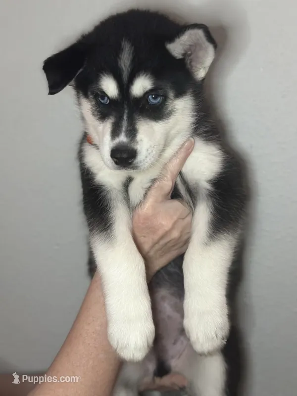 Brook, a male Siberian Husky and Pomsky for sale in Lutz, FL – 1 of 2