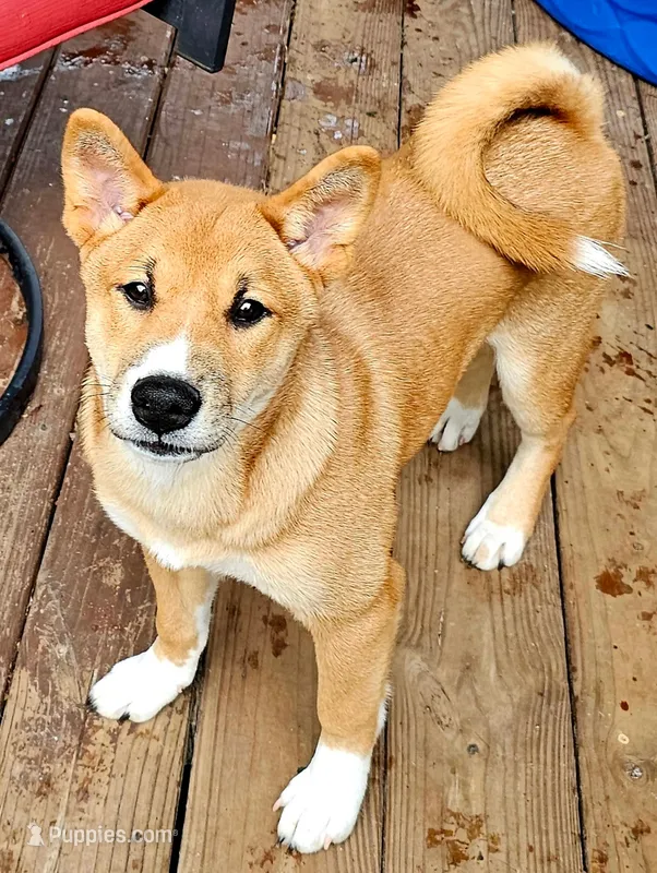 Meatball – Shiba Inu puppy for sale in Lutz, FL