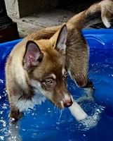 Sage, a female Siberian Husky and Pomsky for sale in Lutz, FL – 2 of 7