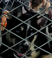 Flint, a male Siberian Husky and Pomsky for sale in Lutz, FL – 2 of 7