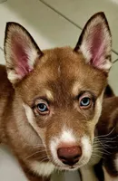 Sage, a female Siberian Husky and Pomsky for sale in Lutz, FL – 7 of 7