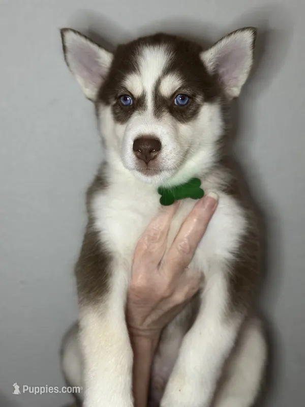 Scout – Siberian Husky, Pomsky puppy for sale in Lutz, FL