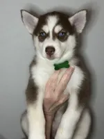 Scout, a male Siberian Husky and Pomsky for sale in Lutz, FL – 1 of 6