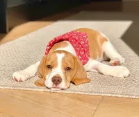 EDITH, a female Beagle for sale in Lafayette, LA – Photo 2 of 6