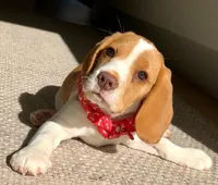 EDITH, a female Beagle for sale in Lafayette, LA – Photo 3 of 6