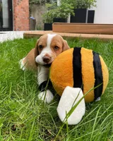 EDITH, a female Beagle for sale in Lafayette, LA – Photo 4 of 6