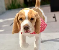 EDITH, a female Beagle for sale in Lafayette, LA – Photo 6 of 6