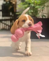 EDITH, a female Beagle for sale in Lafayette, LA – Photo 5 of 6