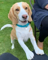 Blix, a male Beagle for sale in Lafayette, LA – Photo 5 of 9