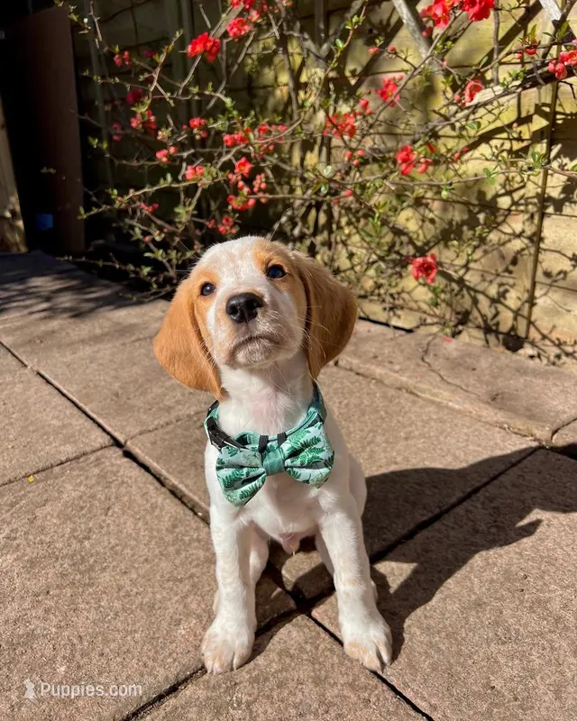 Blix – Beagle puppy for sale in Lafayette, LA