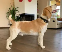 Blix, a male Beagle for sale in Lafayette, LA – Photo 6 of 9