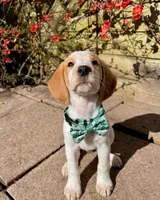 Blix, a male Beagle for sale in Lafayette, LA – Photo 7 of 9