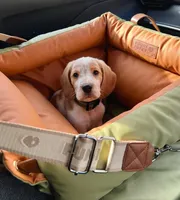 Blix, a male Beagle for sale in Lafayette, LA – Photo 3 of 9