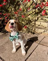 Blix, a male Beagle for sale in Lafayette, LA – Photo 9 of 9