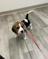 Lily, a female Beagle for sale in Lafayette, LA – Photo 2 of 6