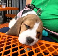 Lily, a female Beagle for sale in Lafayette, LA – Photo 6 of 6