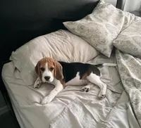 Lily, a female Beagle for sale in Lafayette, LA – Photo 4 of 6