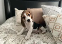 Lily, a female Beagle for sale in Lafayette, LA – Photo 1 of 6