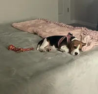 Lily, a female Beagle for sale in Lafayette, LA – Photo 3 of 6