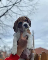 Belka, a female Beagle for sale in Lafayette, LA – Photo 3 of 8