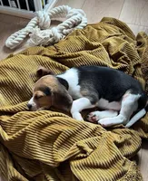 Belka, a female Beagle for sale in Lafayette, LA – Photo 7 of 8