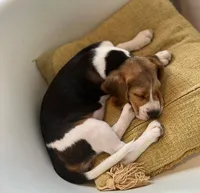 Belka, a female Beagle for sale in Lafayette, LA – Photo 6 of 8