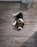 Belka, a female Beagle for sale in Lafayette, LA – Photo 2 of 8