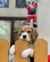Belka, a female Beagle for sale in Lafayette, LA – Photo 5 of 8