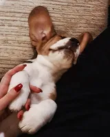 Belka, a female Beagle for sale in Lafayette, LA – Photo 8 of 8