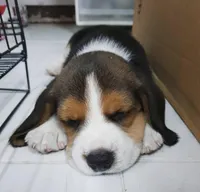 CHOC, a male Beagle for sale in Lafayette, LA – Photo 2 of 5