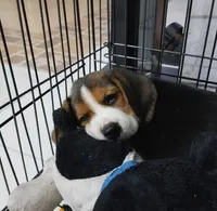 CHOC, a male Beagle for sale in Lafayette, LA – Photo 3 of 5