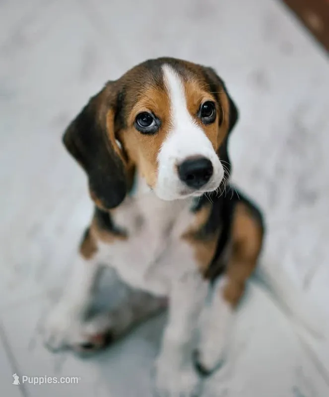 CHOC, a male Beagle for sale in Lafayette, LA – Photo 1 of 5
