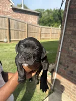 Pure pitbull , a male American Pit Bull Terrier for sale in Lafayette, LA – 4 of 4