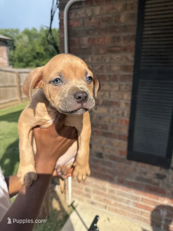 Pure pitbull  – American Pit Bull Terrier puppy for sale in Lafayette, LA