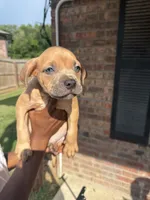 Pure pitbull , a male American Pit Bull Terrier for sale in Lafayette, LA – 1 of 4