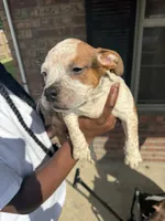Pure pitbull , a male American Pit Bull Terrier for sale in Lafayette, LA – 3 of 4