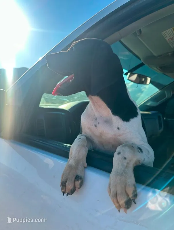Ryder – German Shorthaired Pointer puppy for sale in Tehachapi, CA
