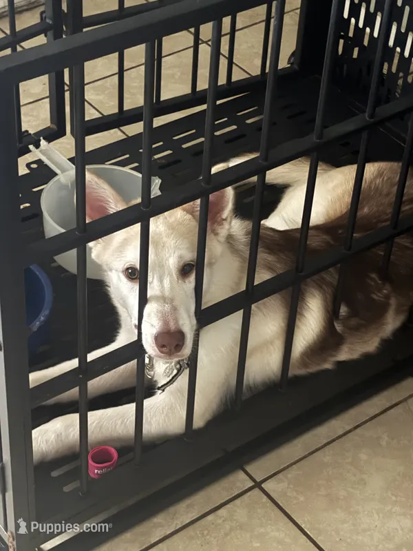 Foxy – Siberian Husky puppy for sale in Killeen, TX