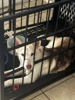 Foxy, a male Siberian Husky for sale in Killeen, TX – 2 of 2