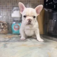 Pip, a female French Bulldog for sale in San Diego, CA – 3 of 4