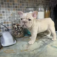 Pearl, a female French Bulldog for sale in San Diego, CA – 5 of 7